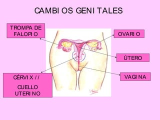 CAMBI OS GENI TALES
TROMPA DE
FALOPI O
CÉRVI X / /
CUELLO
UTERI NO
VAGI NA
ÚTERO
OVARI O
TROMPA DE
FALOPI O
CÉRVI X / /
CUELLO
UTERI NO
VAGI NA
ÚTERO
TROMPA DE
FALOPI O
CÉRVI X / /
CUELLO
UTERI NO
VAGI NA
OVARI O
ÚTERO
TROMPA DE
FALOPI O
CÉRVI X / /
CUELLO
UTERI NO
VAGI NA
 