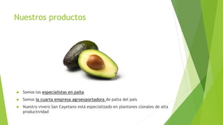 Nuestros productos
 Somos los especialistas en palta
 Somos la cuarta empresa agroexportadora de palta del país
 Nuestro vivero San Cayetano está especializado en plantones clonales de alta
productividad
 