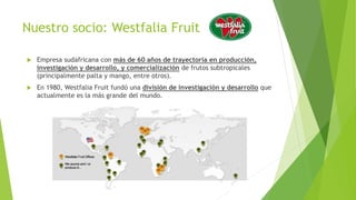 Nuestro socio: Westfalia Fruit
 Empresa sudafricana con más de 60 años de trayectoria en producción,
investigación y desarrollo, y comercialización de frutos subtropicales
(principalmente palta y mango, entre otros).
 En 1980, Westfalia Fruit fundó una división de investigación y desarrollo que
actualmente es la más grande del mundo.
 