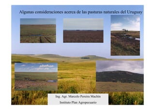 Algunas consideraciones acerca de las pasturas naturales del Uruguay




                    Ing. Agr. Marcelo Pereira Machín
                      Instituto Plan Agropecuario
 