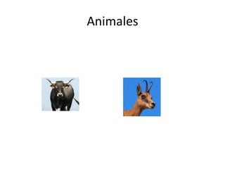 Animales
 