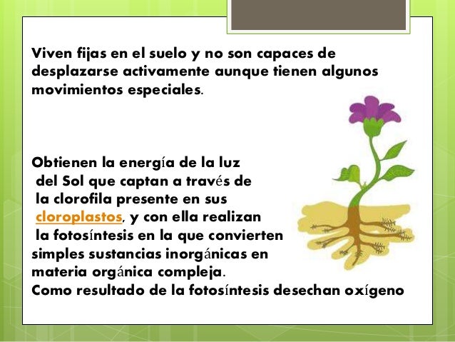 Presentacion+caracteristicas+de+los+seres+vivos