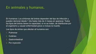 En animales y humanos.
En humanos: Los síntomas del ántrax dependen del tipo de infección y
pueden demorar desde 1 día hasta más de 2 meses en aparecer. Todos
los tipos del ántrax tienen la capacidad, si no se tratan, de distribuirse por
el organismo y causar enfermedad grave e incluso la muerte.
Los tipos de ántrax que afectan al humanos son:
1. Pulmonar
2. Cutáneo
3. Gastrointestinal
4. Por inyección
 