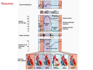 Comprehensive Overview of Cardiovascular Physiology and Cardiac Cycle ...