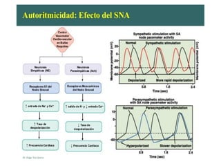 Comprehensive Overview of Cardiovascular Physiology and Cardiac Cycle ...