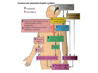 Comprehensive Overview of Cardiovascular Physiology and Cardiac Cycle ...