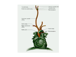 Comprehensive Overview of Cardiovascular Physiology and Cardiac Cycle ...
