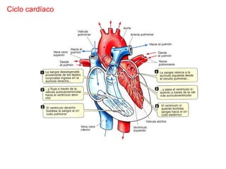 Comprehensive Overview of Cardiovascular Physiology and Cardiac Cycle ...