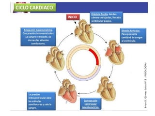 Comprehensive Overview of Cardiovascular Physiology and Cardiac Cycle ...