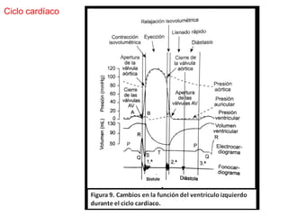 Comprehensive Overview of Cardiovascular Physiology and Cardiac Cycle ...