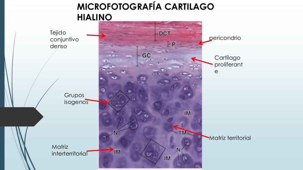 Presentacion cartilago hialino