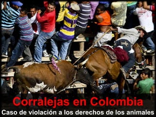 Corralejas en Colombia
Caso de violación a los derechos de los animales
 