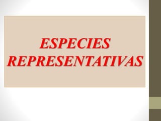 ESPECIES
REPRESENTATIVAS
 