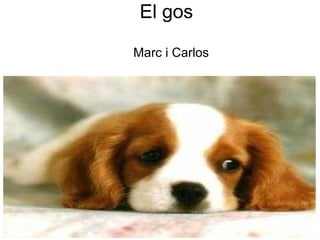 El gos   Marc i Carlos  