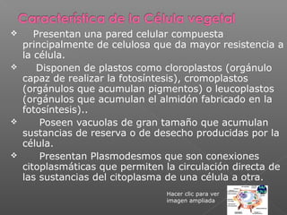  Presentan una pared celular compuesta
principalmente de celulosa que da mayor resistencia a
la célula.
 Disponen de plastos como cloroplastos (orgánulo
capaz de realizar la fotosíntesis), cromoplastos
(orgánulos que acumulan pigmentos) o leucoplastos
(orgánulos que acumulan el almidón fabricado en la
fotosíntesis)..
 Poseen vacuolas de gran tamaño que acumulan
sustancias de reserva o de desecho producidas por la
célula.
 Presentan Plasmodesmos que son conexiones
citoplasmáticas que permiten la circulación directa de
las sustancias del citoplasma de una célula a otra.
Hacer clic para ver
imagen ampliada
 