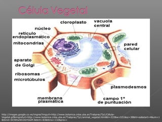 http://images.google.co.ve/imgres?imgurl=http://www.botanica.cnba.uba.ar/Trabprac/Tp1/Célula-
Vegetal.gif&imgrefurl=http://www.botanica.cnba.uba.ar/Trabprac/Tp1/animal_vegetal.html&h=333&w=531&sz=38&hl=es&start=4&um=1
&tbnid=W3WtwNXJJGYGGM:&tbnh=83&tbnw=132&prev=
 