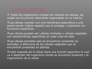  Todos los organismos constan de millones de células, las
cuales se encuentran altamente organizadas en su interior.
Las células cuentan con una membrana plasmática o una
pared celular (célula vegetal) que la protege y organelos con
funciones específicas
Las células pueden ser: células animales y células vegetales
con características específicas en cada unas de ellas.
Las células animales solo se encuentran presentes en
animales, a diferencia de las células vegetales que se
encuentran presentes en plantas.
Cada organelo de la célula tiene una función especifica la cual
va a depender del organismo donde se encuentre presente y la
organización de la célula
 