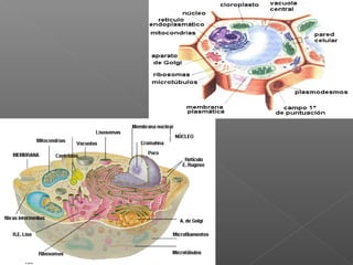 Presentacion celulas