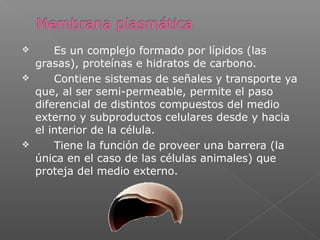  Es un complejo formado por lípidos (las
grasas), proteínas e hidratos de carbono.
 Contiene sistemas de señales y transporte ya
que, al ser semi-permeable, permite el paso
diferencial de distintos compuestos del medio
externo y subproductos celulares desde y hacia
el interior de la célula.
 Tiene la función de proveer una barrera (la
única en el caso de las células animales) que
proteja del medio externo.
 