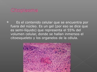  Es el contenido celular que se encuentra por
fuera del núcleo. Es un gel (por eso se dice que
es semi-líquido) que representa el 55% del
volumen celular, donde se hallan inmersos el
citoesqueleto y los organelos de la célula.
 