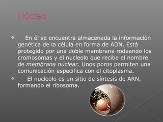  En él se encuentra almacenada la información
genética de la célula en forma de ADN. Está
protegido por una doble membrana rodeando los
cromosomas y el nucleolo que recibe el nombre
de membrana nuclear. Unos poros permiten una
comunicación especifica con el citoplasma.
 El nucleolo es un sitio de síntesis de ARN,
formando el ribosoma.
 