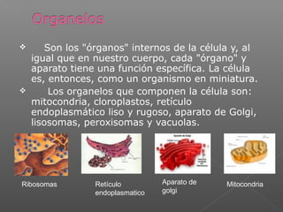  Son los "órganos" internos de la célula y, al
igual que en nuestro cuerpo, cada "órgano" y
aparato tiene una función específica. La célula
es, entonces, como un organismo en miniatura.
 Los organelos que componen la célula son:
mitocondria, cloroplastos, retículo
endoplasmático liso y rugoso, aparato de Golgi,
lisosomas, peroxisomas y vacuolas.
Ribosomas Retículo
endoplasmatico
Aparato de
golgi
Mitocondria
 