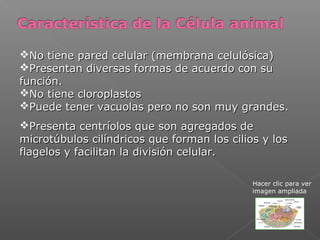 No tiene pared celular (membrana celulósica)No tiene pared celular (membrana celulósica)
Presentan diversas formas de acuerdo con suPresentan diversas formas de acuerdo con su
función.función.
No tiene cloroplastosNo tiene cloroplastos
Puede tener vacuolas pero no son muy grandes.Puede tener vacuolas pero no son muy grandes.
Presenta centríolos que son agregados dePresenta centríolos que son agregados de
microtúbulos cilíndricos que forman los cilios y losmicrotúbulos cilíndricos que forman los cilios y los
flagelos y facilitan la división celular.flagelos y facilitan la división celular.
Hacer clic para ver
imagen ampliada
 