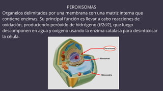 Perixomas Comprehensive Overview of Cell Structure, Function, and Types | PDF