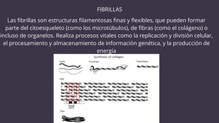 Comprehensive Overview of Cell Structure, Function, and Types | PDF