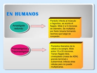 EN HUMANOS Amastigote redondo Parásito infecta al músculo o fagocitos, se acorta el flagelo. Mide 2 a 5 micrones de diámetro. Se multiplica por fisión binaria formando racimos que luego se romperán. Promastigotos y Tripomastigotos Parásitos liberados de la célula a la sangre. Mide entre 15 a 20 micrones. Tienen flagelo libre, cinetoplasto (masa de ADN) grande terminal o subterminal. Infecta otras células pero no puede multiplicarse. 