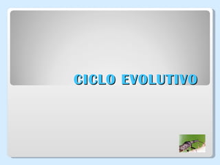 CICLO EVOLUTIVO  
