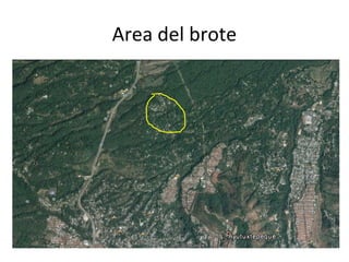 Area del brote
 