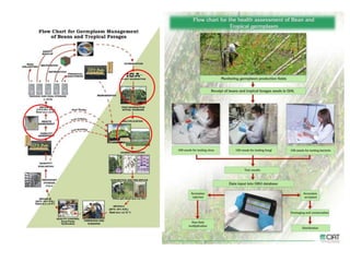 Global germplasm collections: sure benefits without seedborne diseases