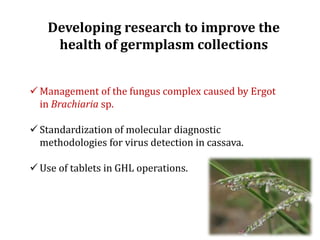 Global germplasm collections: sure benefits without seedborne diseases