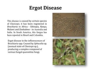 Global germplasm collections: sure benefits without seedborne diseases