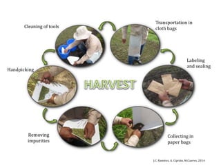 Global germplasm collections: sure benefits without seedborne diseases