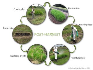 Global germplasm collections: sure benefits without seedborne diseases