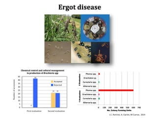 Global germplasm collections: sure benefits without seedborne diseases
