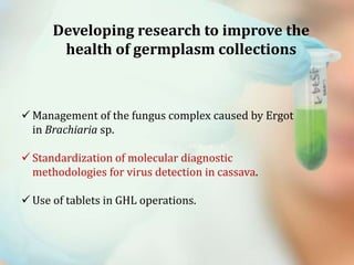 Global germplasm collections: sure benefits without seedborne diseases