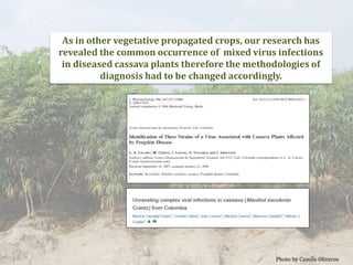 Global germplasm collections: sure benefits without seedborne diseases