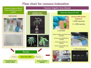 Global germplasm collections: sure benefits without seedborne diseases