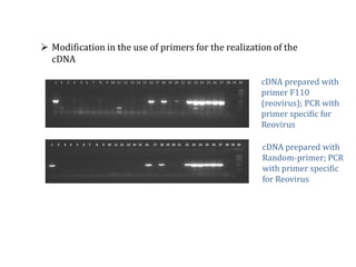 Global germplasm collections: sure benefits without seedborne diseases