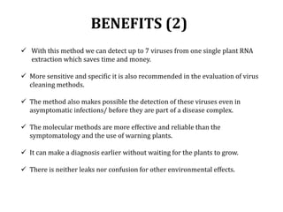 Global germplasm collections: sure benefits without seedborne diseases