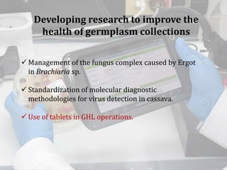 Global germplasm collections: sure benefits without seedborne diseases