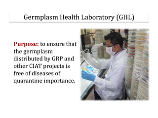 Global germplasm collections: sure benefits without seedborne diseases