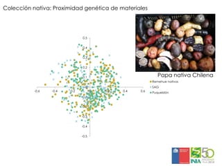 Aplicaciones moleculares al mejoramiento genético de papa