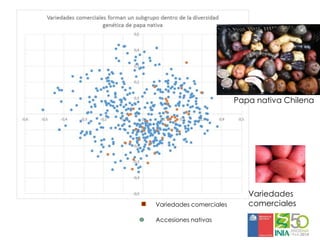 Aplicaciones moleculares al mejoramiento genético de papa