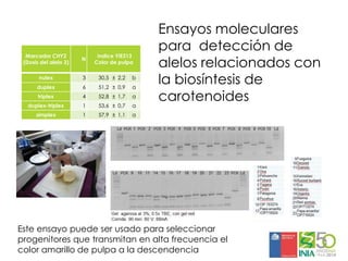 Aplicaciones moleculares al mejoramiento genético de papa