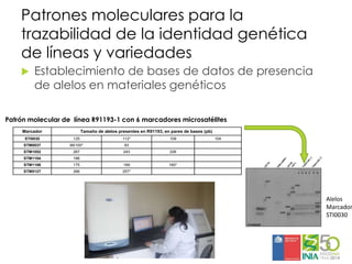 Aplicaciones moleculares al mejoramiento genético de papa