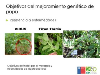 Aplicaciones moleculares al mejoramiento genético de papa
